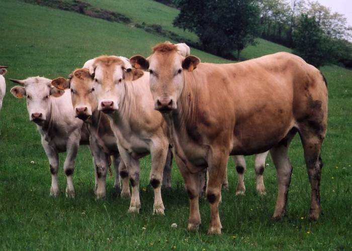 Animaux_blondes d'Aquitaine