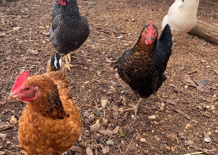 Les poulettes du Domaine du Gravier