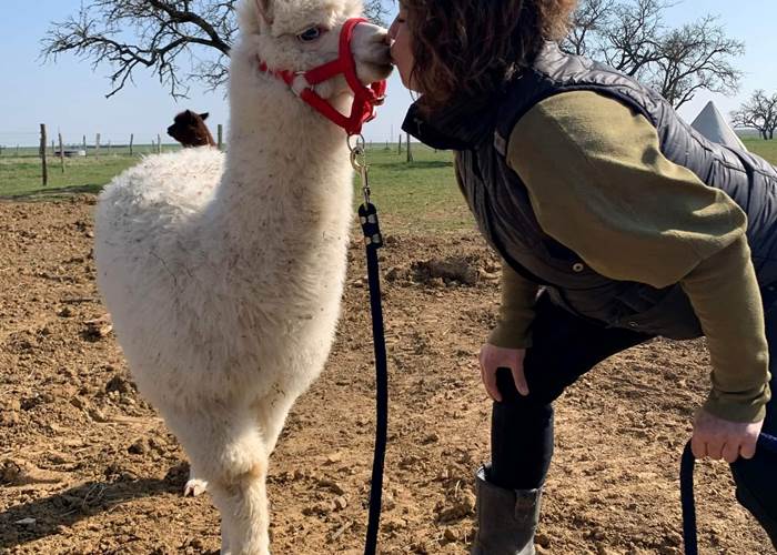 lama_calins_ferme