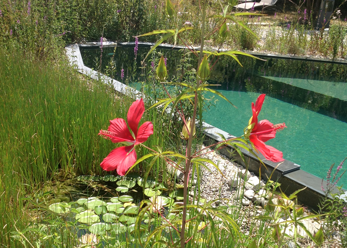 hibiscus d'eau villa les hespérides à grimaud golfe de saint-tropez