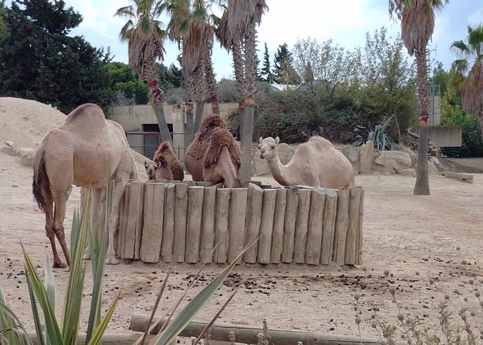 Réserve Africaine de Sigean