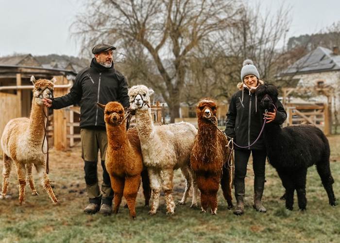 Unique Alpacas Experience