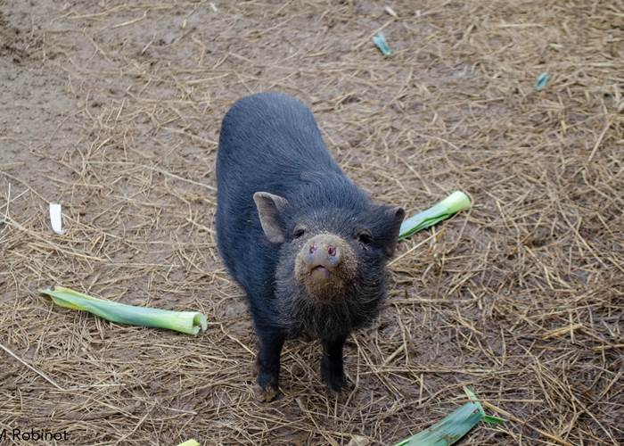 cochon