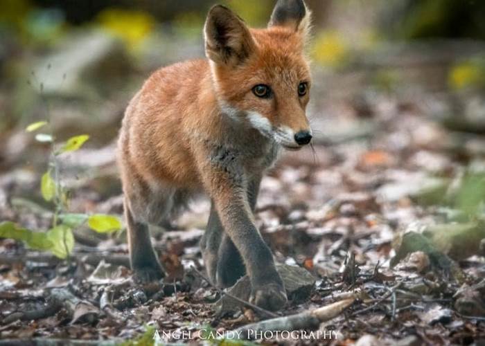renard 3
