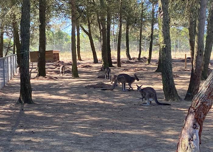 parc-australien-kangourous