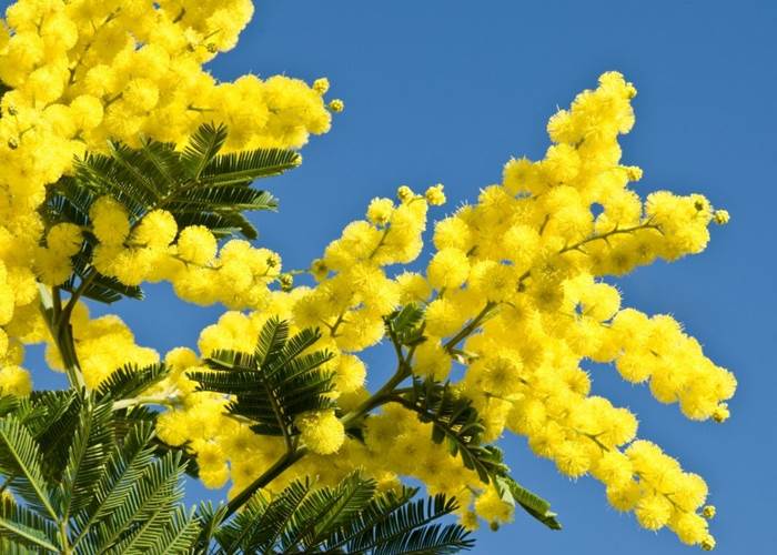 Mimosa du Carnava