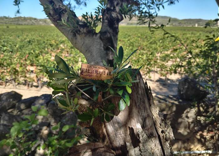 Le Bouchon Pierre Fil à Le Coq du Nord-Mailhac