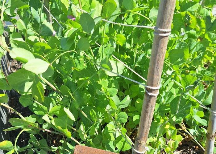 Verger et potager bio