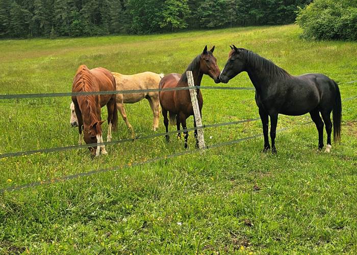 Accueil de chevaux
