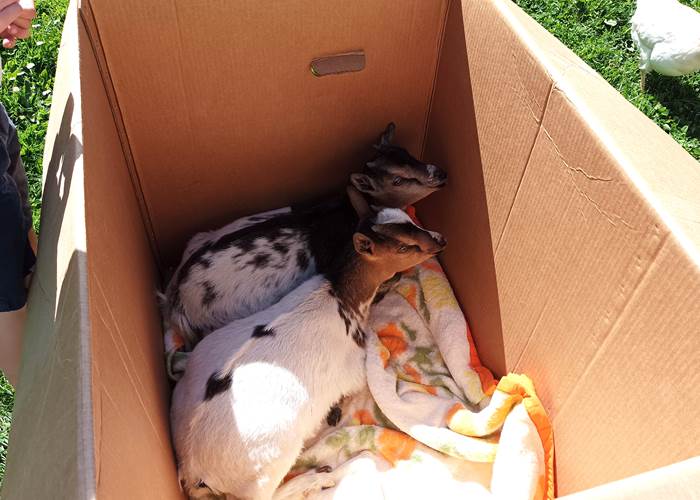 Sortie du carton de transport-news