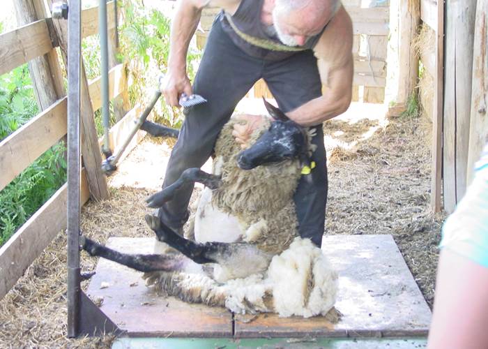 tonte des brebis, schapen scheren