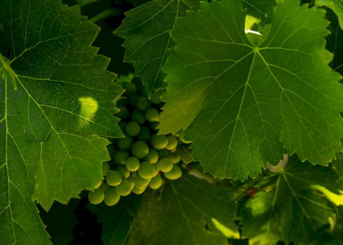 Vignoble