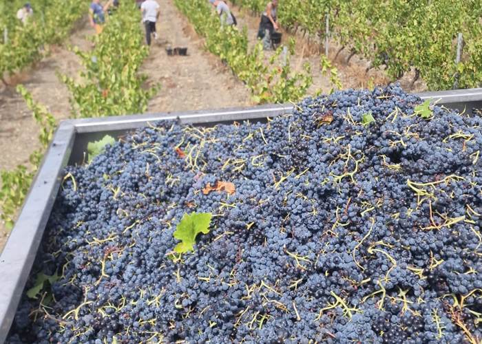 Récolte du Carignan de la Moulère