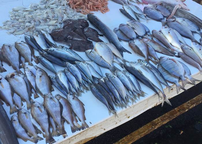 étales de poissons au port
