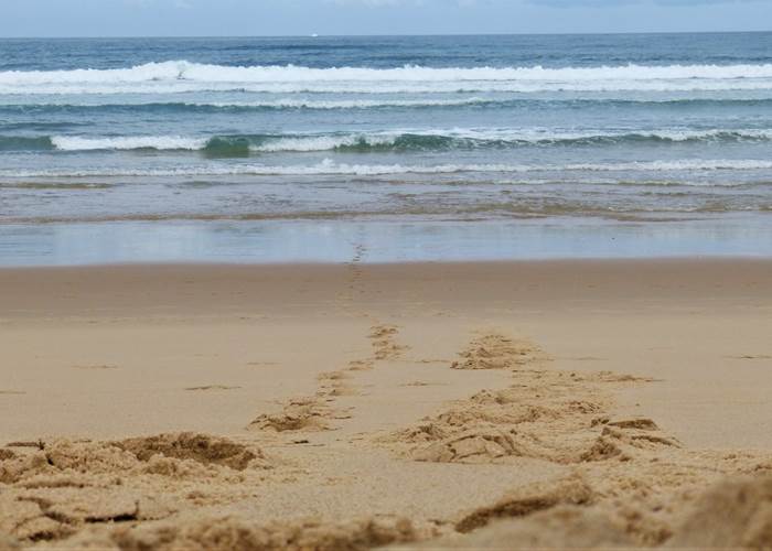 plage océane proche de locaplage