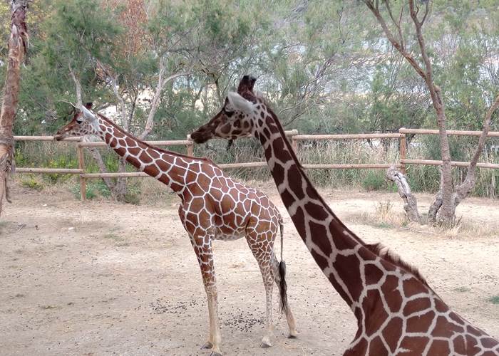 Réserve Africaine de Sigean