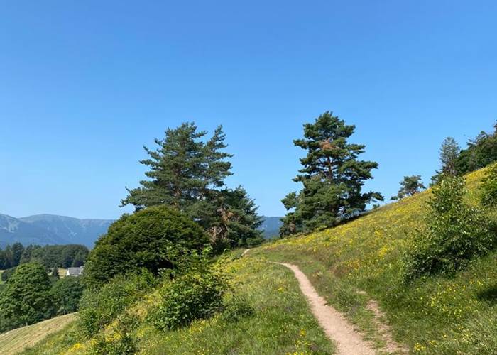 Chemin de randonnée