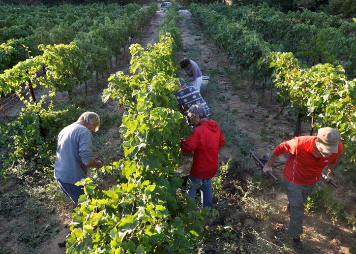 Vendanges dans les vignobles de l'Hérault près de Béziers et Pézenas
