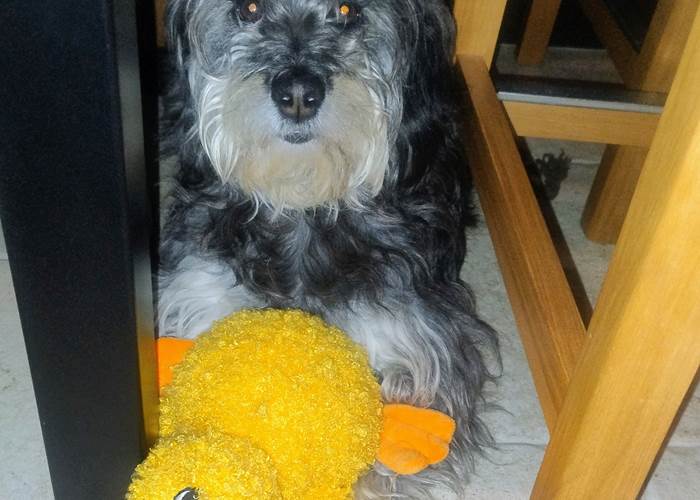 Suzie le chien du 16 bis dite hotel