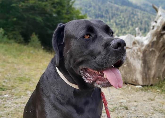 randos-avec-chien-montagne-Pyrénées