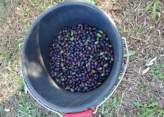 Cigaleo chambre d'hôtes Carnoules Var