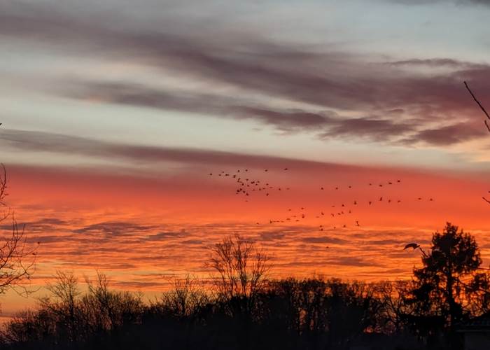 vol de grues cendrées