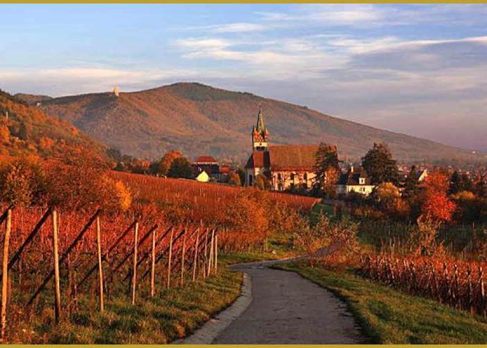 vignoble d'Alsace en automne