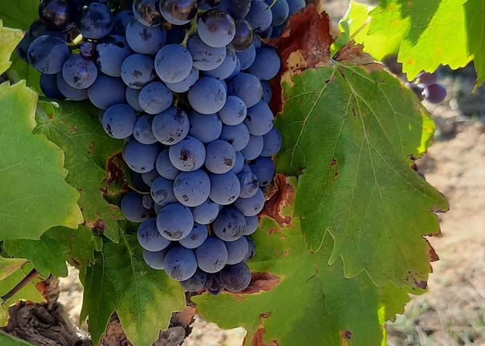 A la découverte du vin