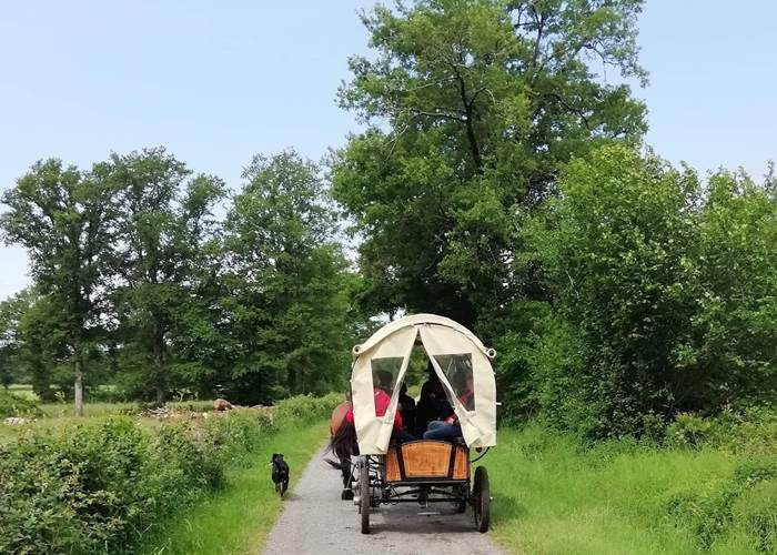 #VisiteTouristiqueEnCalèche #DécouverteEnCalèche #BaladeRomantique #SortieNature #AnimationCalèche #CalècheMariage #BaladeChevalAttelé #CalèchePourGroupe #DécouverteNature