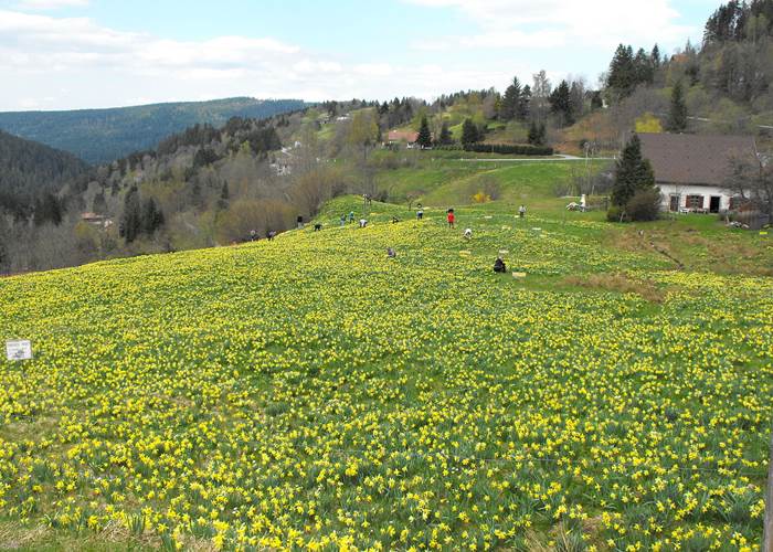 Les prés remplis de jonquilles dans les vosges