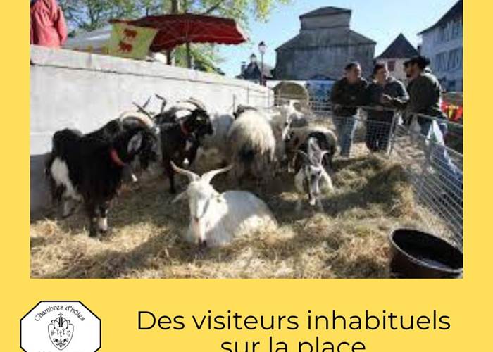 Foire du 1er mai - Le bétail