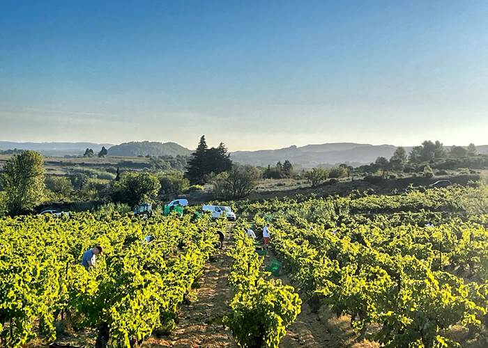 vendanges manuelles du grenache