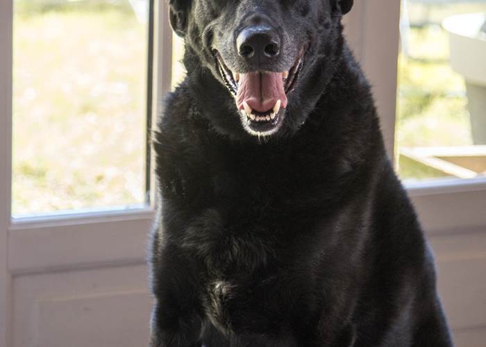 maison-hotes-chien-acceptes-aveyron