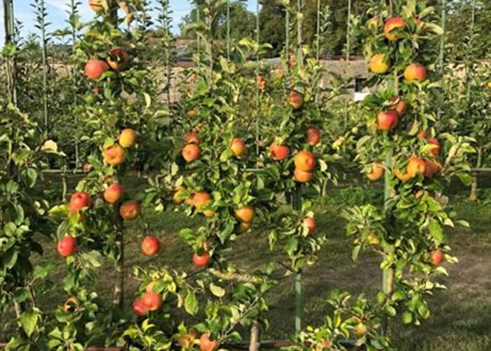Pommiers en espalier