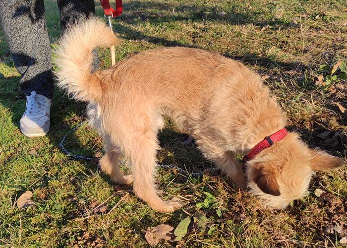 Loulou, chercheur de truffes....-page