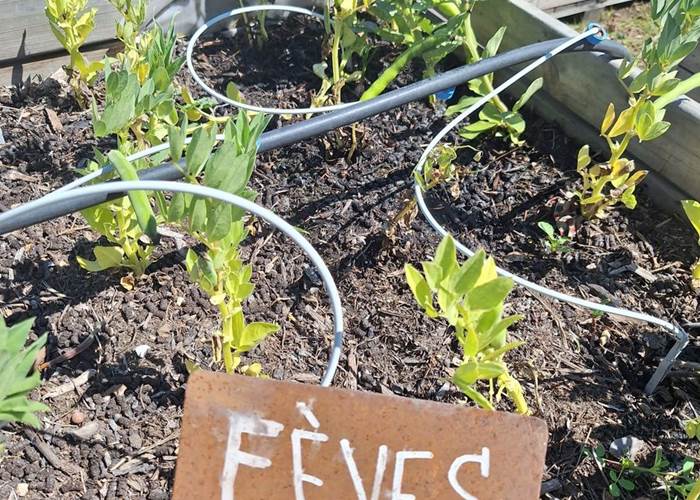 Verger et potager bio