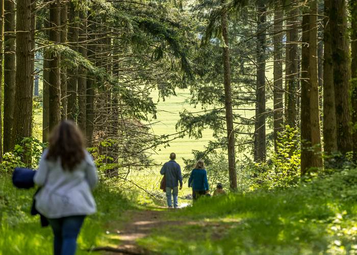 Forêt du Tay