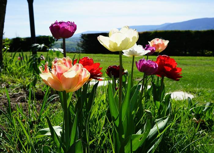 Tulipes au Manoir du Colombier