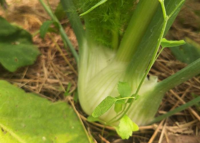 Verger et potager bio