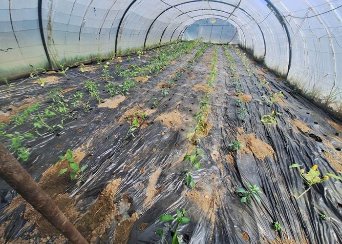 Jeunes pousses de légumes dans le potager du Mas des Figues au cœur des Alpilles en Provence