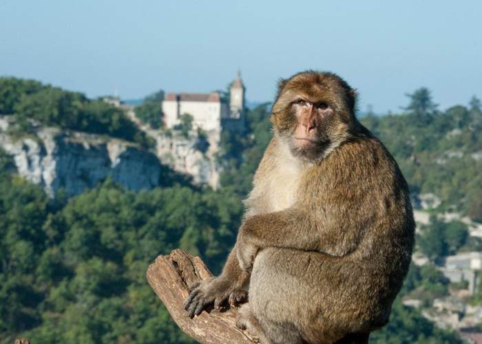 la_foret_des_singes_de_rocamadour_04624000_095624282