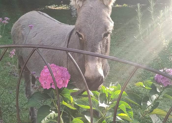 chambredhotes-âne-animal-compagnie