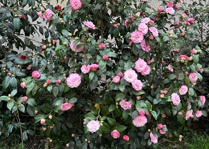 Camélia rose de la Manufacture