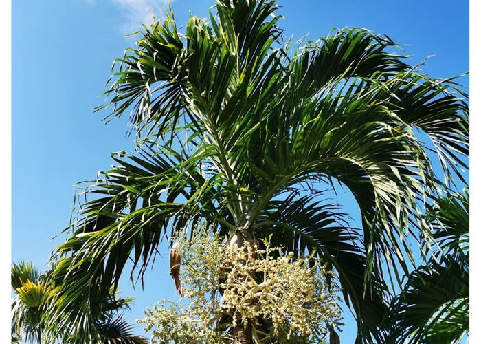 jardin-balisiers-gite-ecoresponsable-sainte-anne-guadeloupe
