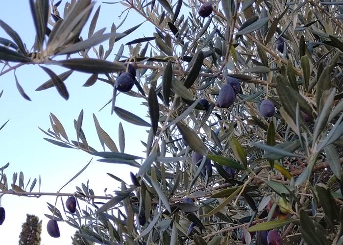 Récolte des olives à Le Coq du Nord-Mailhac