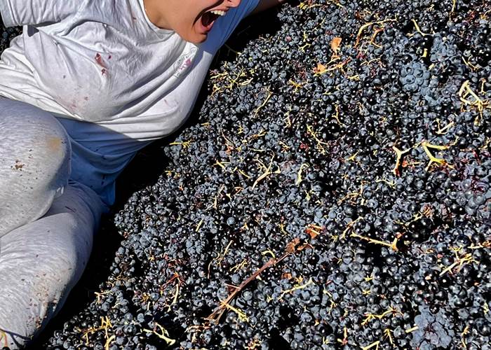 les carignans font leur star !