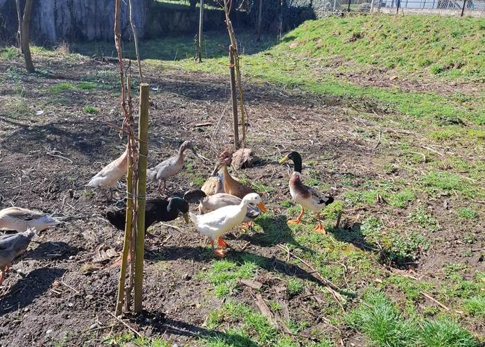 Vigneron indépendant en Alsace – dégustation de vins naturels à Ribeauvillé