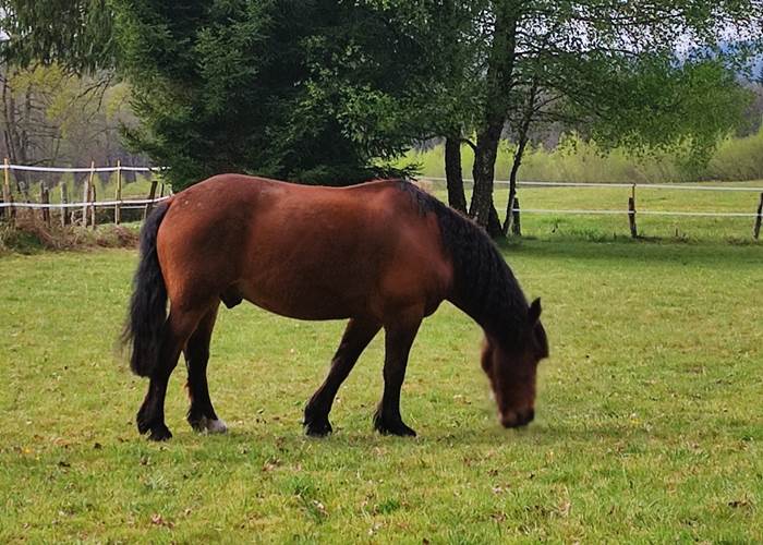 chambredhotes-Quitus-cheval-de-compagnie