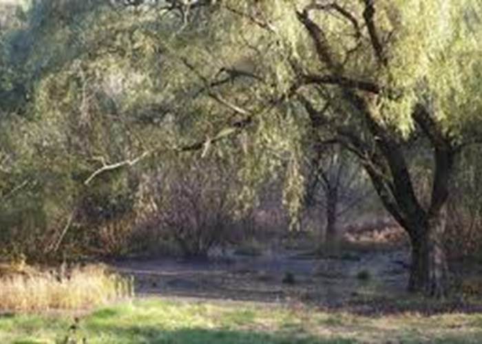 Saule des marais