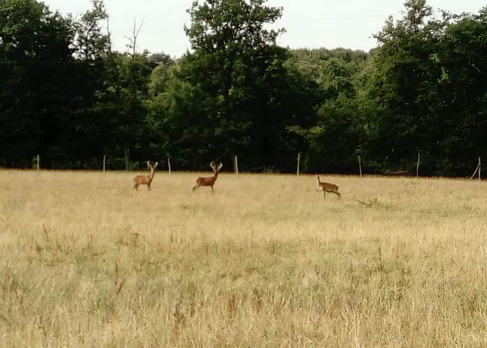 Se promener au bord du parc des cervidés